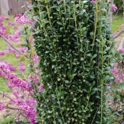 Bay Gardens Evergreen Shrubs Ilex 'Sky Pencil'