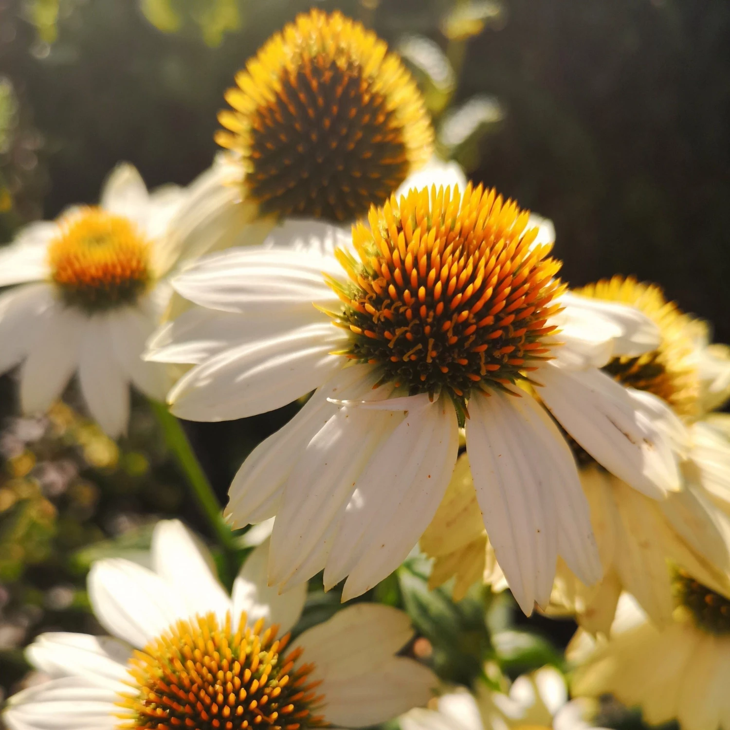 Bay Gardens Echinacea Purpurea 'PowWow White' Coneflower Deer Resistant Plants 6 Bay Gardens Echinacea Purpurea 'PowWow White' Coneflower Deer Resistant Plants