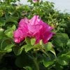 Bay Gardens NY Flowering Shrubs Rosa Rugosa