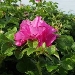 Bay Gardens NY Flowering Shrubs Rosa Rugosa