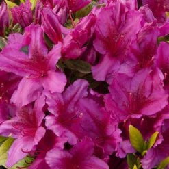 Bay Gardens Azalea 'Girards Fuschia'