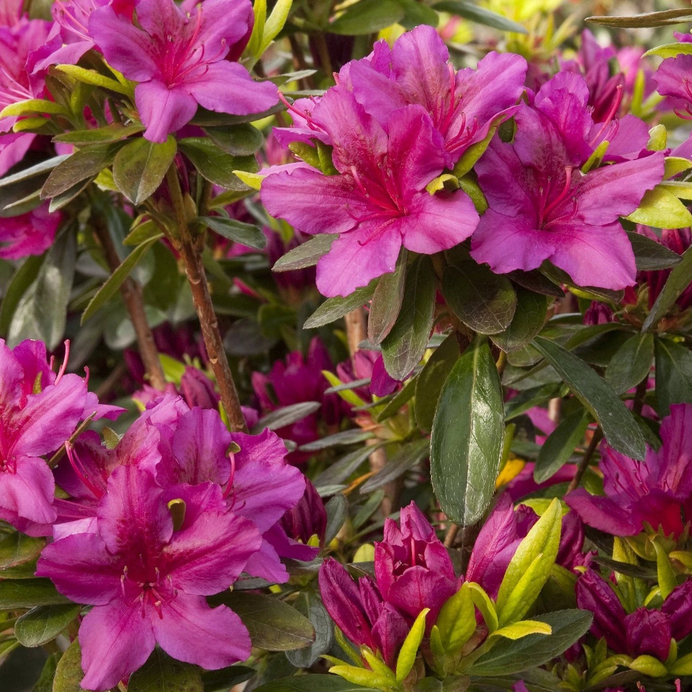 Bay Gardens Azalea 'Girards Fuschia' 5 Bay Gardens Azalea 'Girards Fuschia'