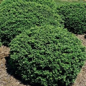 Bay Gardens Ilex 'Soft Touch' 4 Bay Gardens Ilex 'Soft Touch'