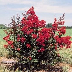 Bay Gardens Crape Myrtle Red Rocket (Red) Shade & Flowering Trees