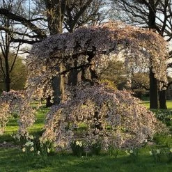 Johnson Farms Shade & Flowering Trees Cherry Weeping 'Snow Fountain'