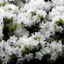 Bay Gardens Azalea 'Delaware Valley White' Evergreen Shrubs