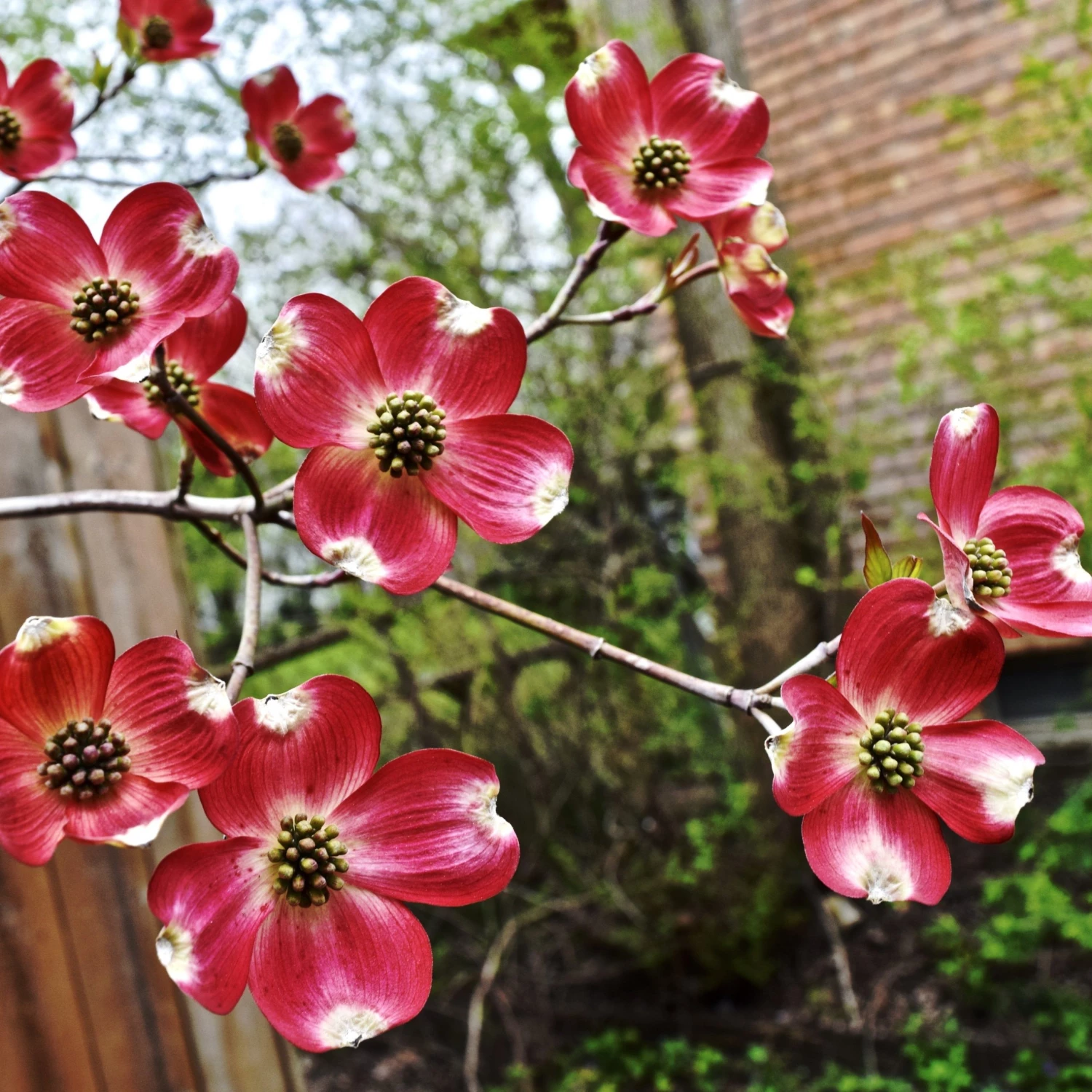 Bay Gardens NY Shade & Flowering Trees Dogwood 'Cherokee Brave' 3 Bay Gardens NY Shade & Flowering Trees Dogwood 'Cherokee Brave'
