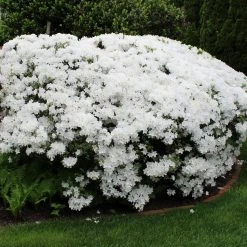 Bay Gardens Azalea 'Delaware Valley White' Evergreen Shrubs