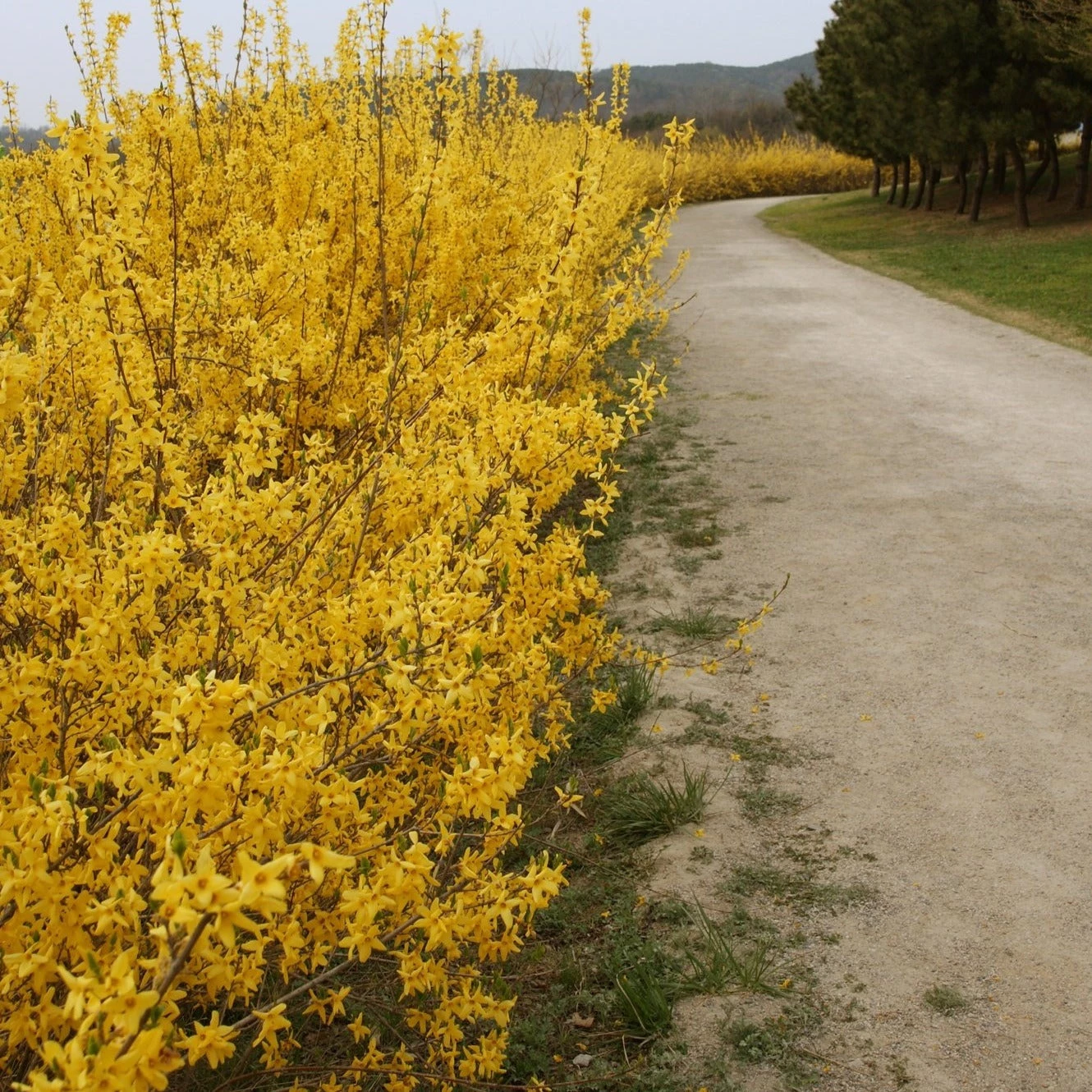 Bay Gardens NY Forsythia Deer Resistant Plants 6 Bay Gardens NY Forsythia Deer Resistant Plants