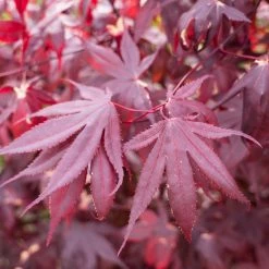 Bay Gardens NY Ornamental Trees Japanese Maple 'Bloodgood'