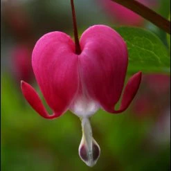 Bay Gardens NY Bleeding Hearts - Dicentra Spectabilis 8 Bay Gardens NY Bleeding Hearts - Dicentra Spectabilis