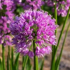 Bay Gardens NY Perennials Allium 'Millenium'