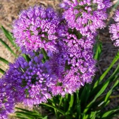 Bay Gardens NY Perennials Allium 'Millenium'