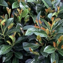 Bay Gardens Laurel 'Anbri' Evergreen Shrubs