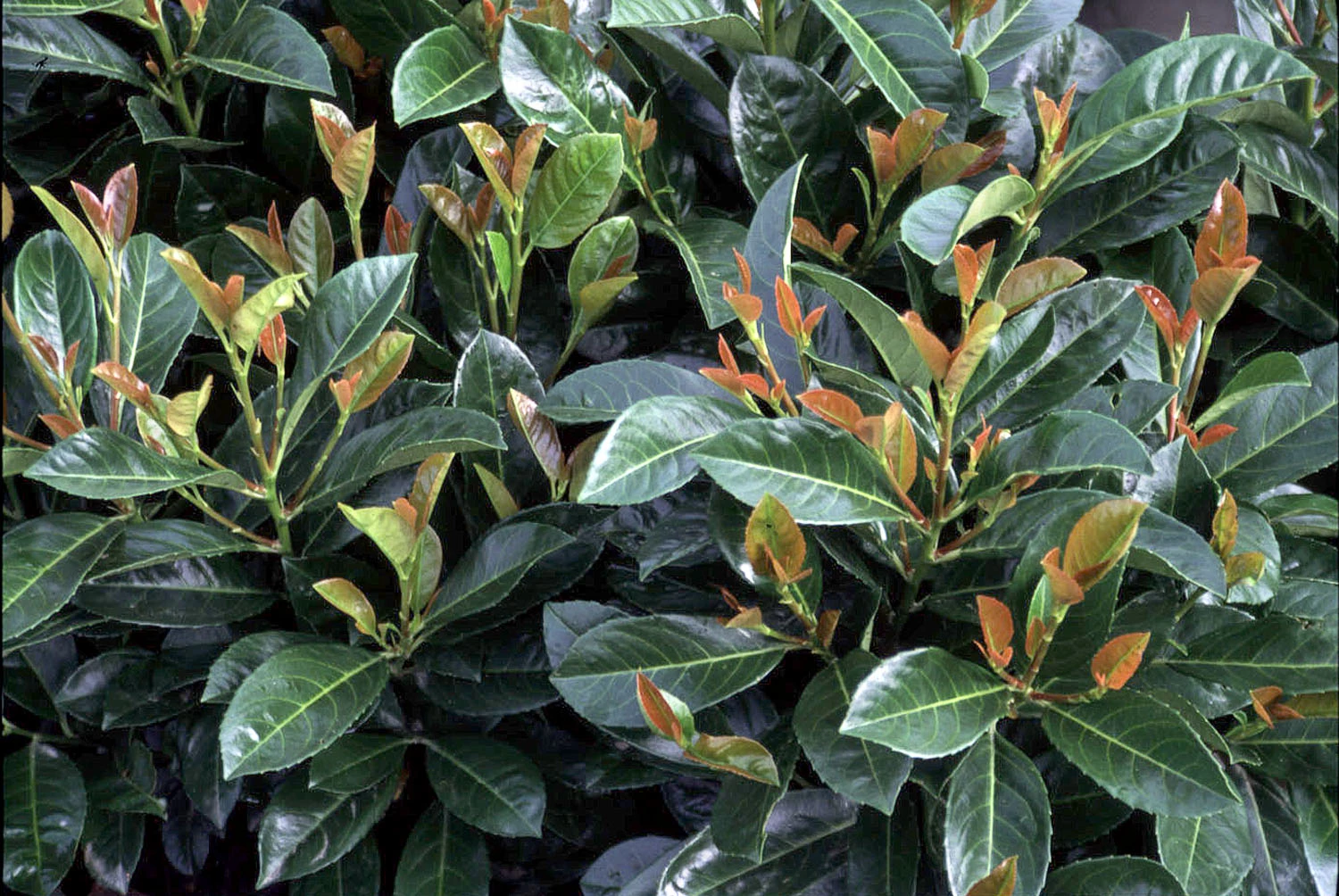 Bay Gardens Laurel 'Anbri' Evergreen Shrubs 4 Bay Gardens Laurel 'Anbri' Evergreen Shrubs