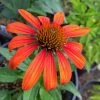 Bay Gardens Echinacea Purpurea 'Cheyenne Spirit' Coneflower