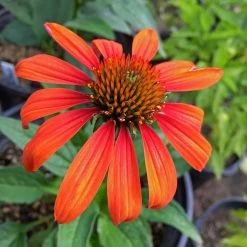 Bay Gardens Echinacea Purpurea 'Cheyenne Spirit' Coneflower