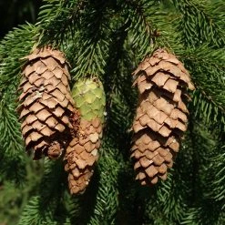 Bay Gardens Norway Spruce Privacy Plants 8 Bay Gardens Norway Spruce Privacy Plants