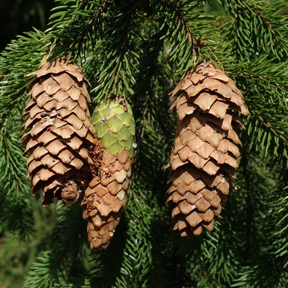 Bay Gardens Norway Spruce Privacy Plants 5 Bay Gardens Norway Spruce Privacy Plants