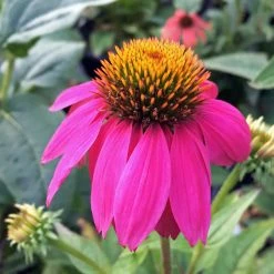 Bay Gardens Echinacea Purpurea 'PowWow Wild Berry' Coneflower
