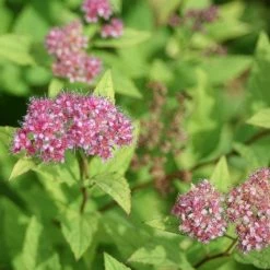 Bay Gardens NY Deer Resistant Plants Spirea X Bumalda 'Goldflame'