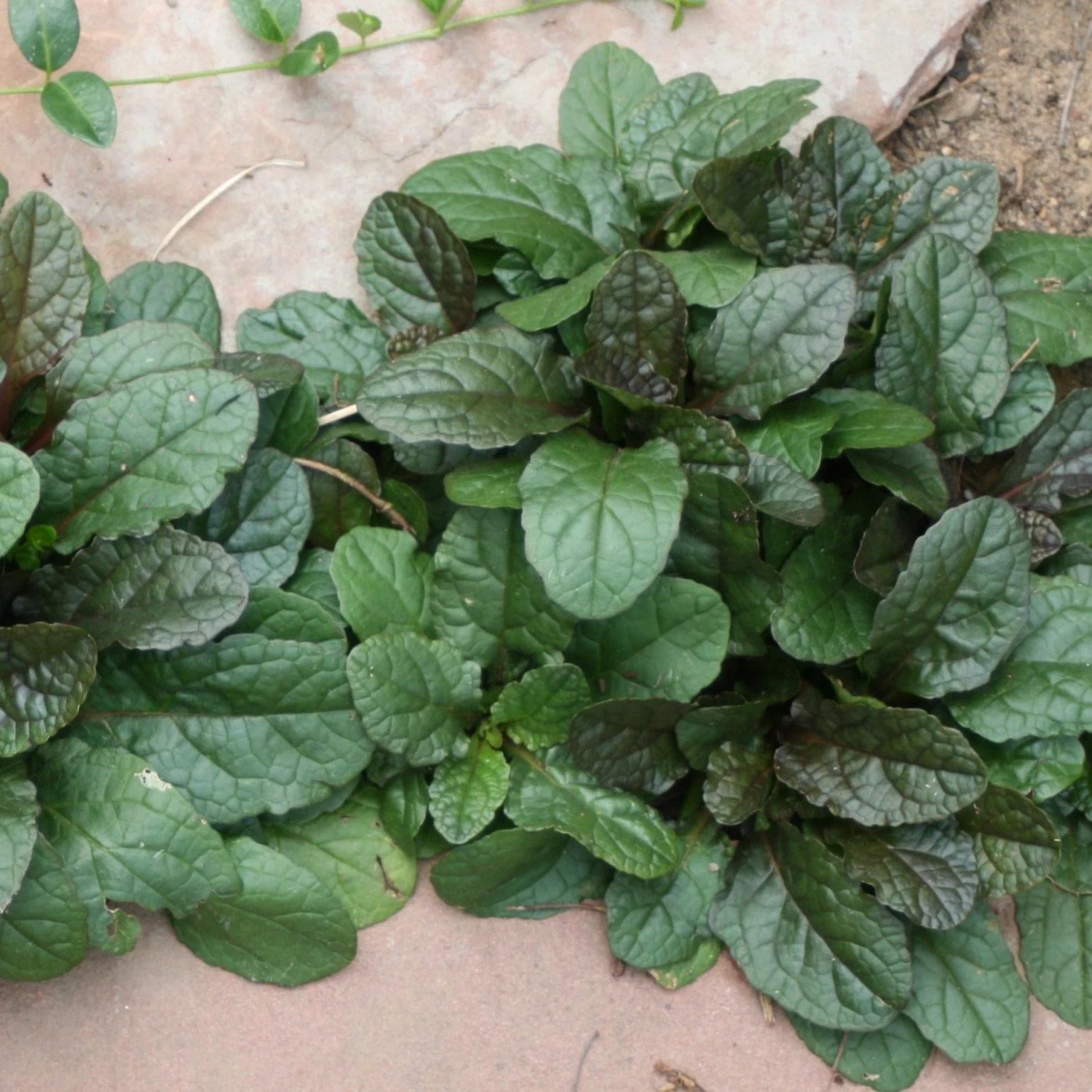 Bay Gardens NY Ajuga Rep. 'Bronze Beauty' 3 Bay Gardens NY Ajuga Rep. 'Bronze Beauty'