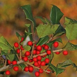 Bay Gardens Evergreen Shrubs Holly 'American'