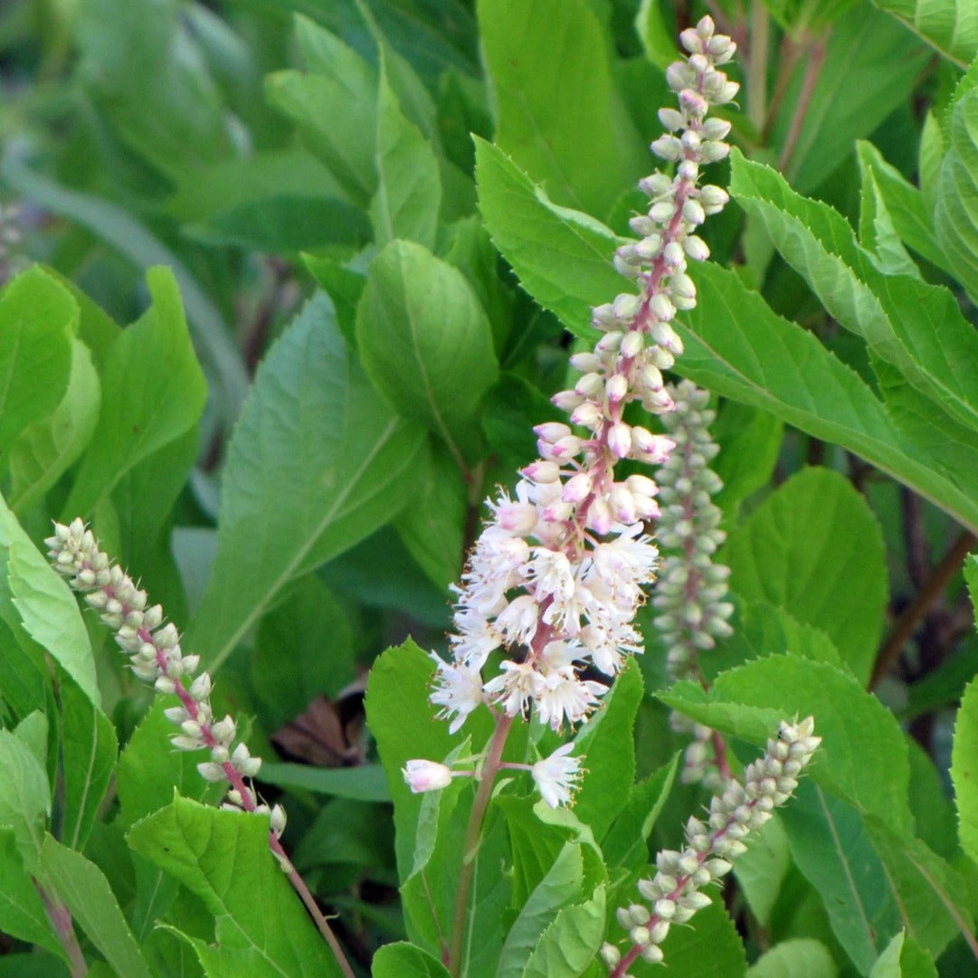 Bay Gardens NY Clethra Alnifolia - Summersweet Deer Resistant Plants 5 Bay Gardens NY Clethra Alnifolia - Summersweet Deer Resistant Plants