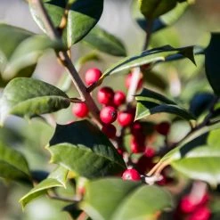 Bay Gardens Evergreen Shrubs Holly 'American'