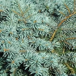 Bay Gardens Blue Spruce 'Bacheri'
