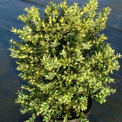Bay Gardens Boxwood 'Newport Blue'
