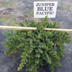 Bay Gardens NY Juniper 'Blue Pacific'