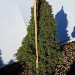 Bay Gardens Evergreen Shrubs Spruce 'Dwarf Alberta - Picea Glauca 'Conica' 18 Bay Gardens Evergreen Shrubs Spruce 'Dwarf Alberta - Picea Glauca 'Conica'