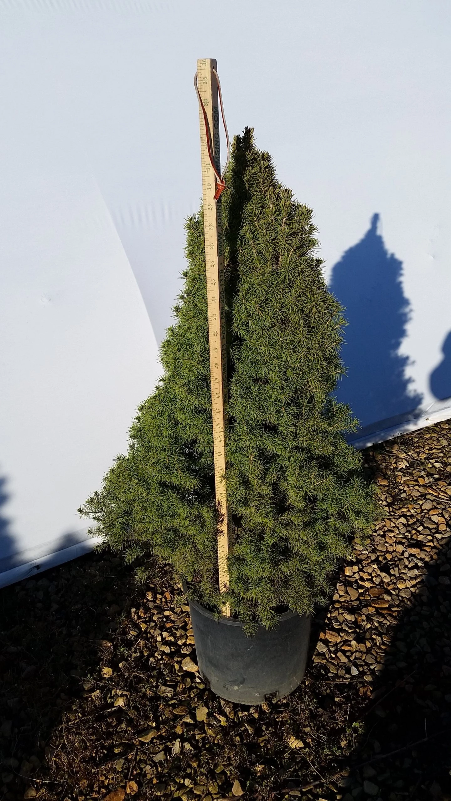 Bay Gardens Evergreen Shrubs Spruce 'Dwarf Alberta - Picea Glauca 'Conica' 10 Bay Gardens Evergreen Shrubs Spruce 'Dwarf Alberta - Picea Glauca 'Conica'