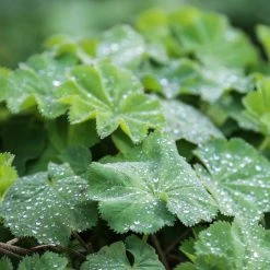 Bay Gardens Alchemilla Mollis 'Thriller'