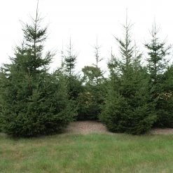 Bay Gardens Norway Spruce Privacy Plants 9 Bay Gardens Norway Spruce Privacy Plants