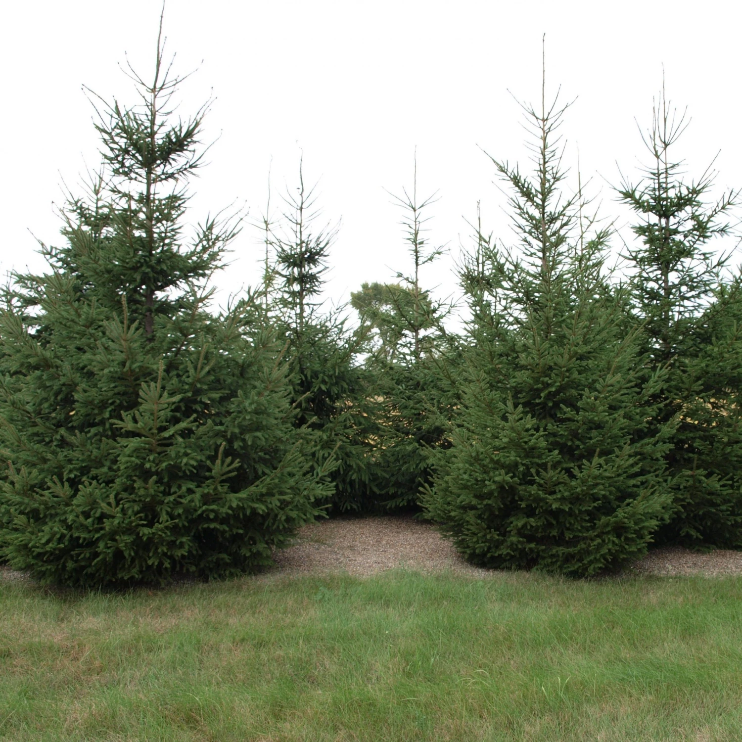 Bay Gardens Norway Spruce Privacy Plants 6 Bay Gardens Norway Spruce Privacy Plants