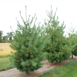 Bay Gardens White Pine Privacy Plants
