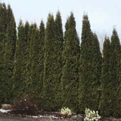 Bay Gardens Arborvitae 'Emerald Green' Privacy Plants 11 Bay Gardens Arborvitae 'Emerald Green' Privacy Plants