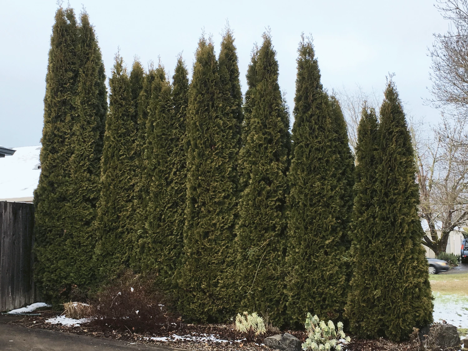 Bay Gardens Arborvitae 'Emerald Green' Privacy Plants 7 Bay Gardens Arborvitae 'Emerald Green' Privacy Plants