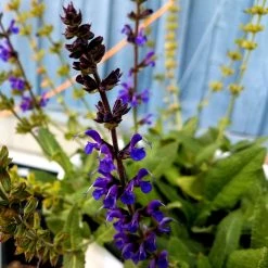 Bay Gardens NY Deer Resistant Plants Salvia X Sylvestris 'May Night'