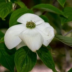 Bay Gardens NY Dogwood 'Aurora'