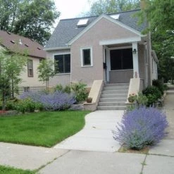 Bay Gardens NY Deer Resistant Plants Nepeta X Faassenii 'Walkers Low' - Flowering Catmint