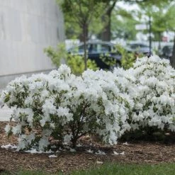 Bay Gardens Azalea 'Delaware Valley White' Evergreen Shrubs