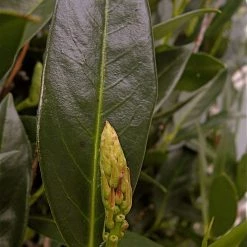 Bay Gardens Laurel 'Otto Luyken' Privacy Plants 7 Bay Gardens Laurel 'Otto Luyken' Privacy Plants