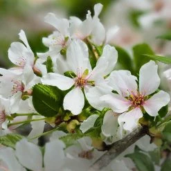 Johnson Farms Shade & Flowering Trees Cherry Weeping 'Snow Fountain'