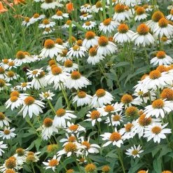 Bay Gardens Echinacea Purpurea 'PowWow White' Coneflower Deer Resistant Plants 8 Bay Gardens Echinacea Purpurea 'PowWow White' Coneflower Deer Resistant Plants