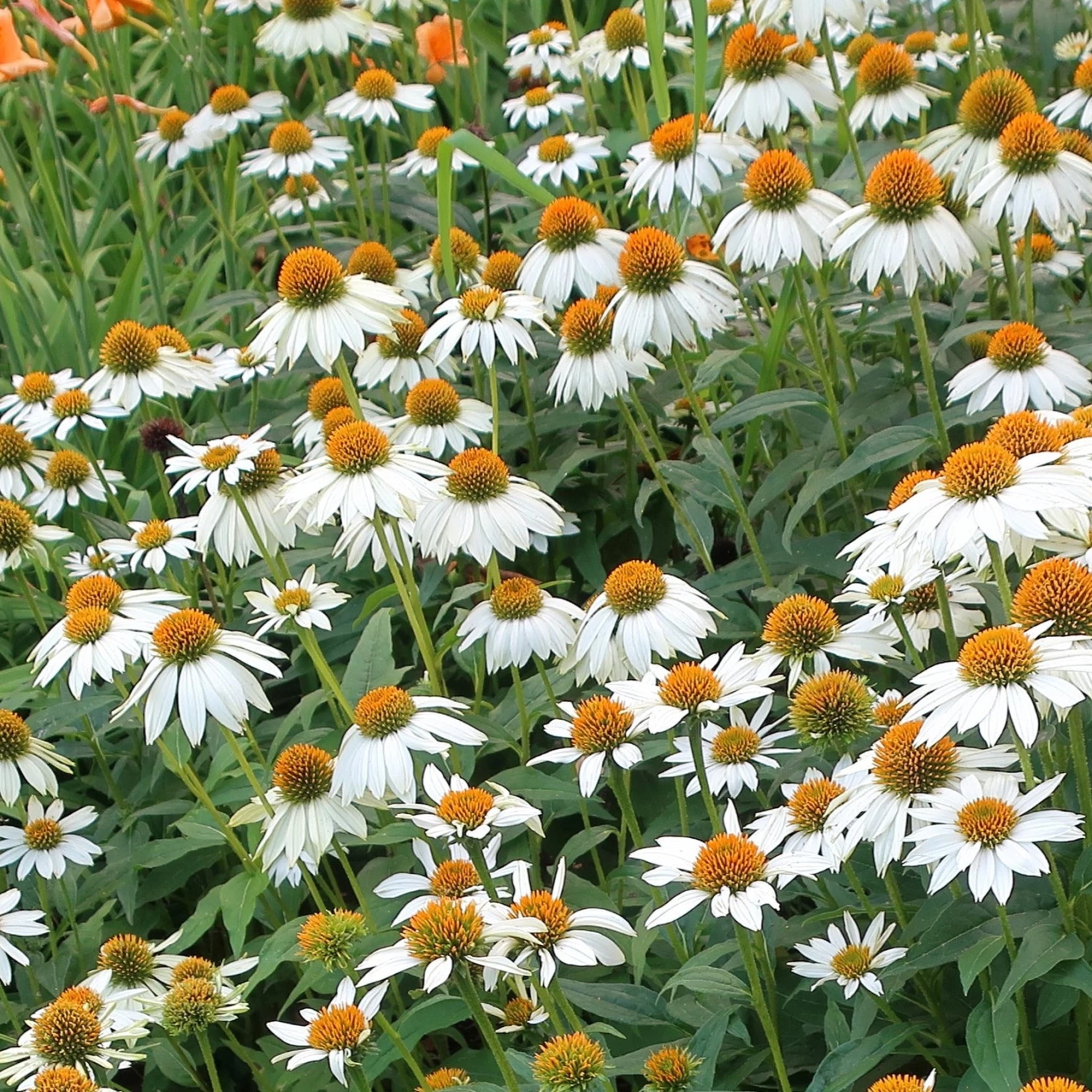 Bay Gardens Echinacea Purpurea 'PowWow White' Coneflower Deer Resistant Plants 5 Bay Gardens Echinacea Purpurea 'PowWow White' Coneflower Deer Resistant Plants