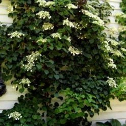 Bay Gardens NY Hydrangea Anomala Petiolaris 'Climbing Hydrangea' Deer Resistant Plants 9 Bay Gardens NY Hydrangea Anomala Petiolaris 'Climbing Hydrangea' Deer Resistant Plants