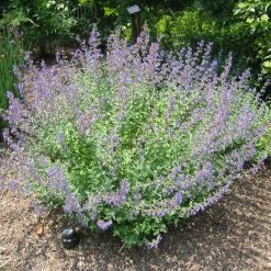 Bay Gardens NY Deer Resistant Plants Nepeta X Faassenii 'Walkers Low' - Flowering Catmint